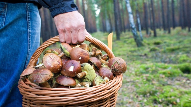 Как не заблудиться в лeсу?