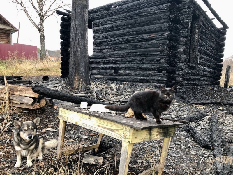 Перед зимними холодами питомцы остались без крова